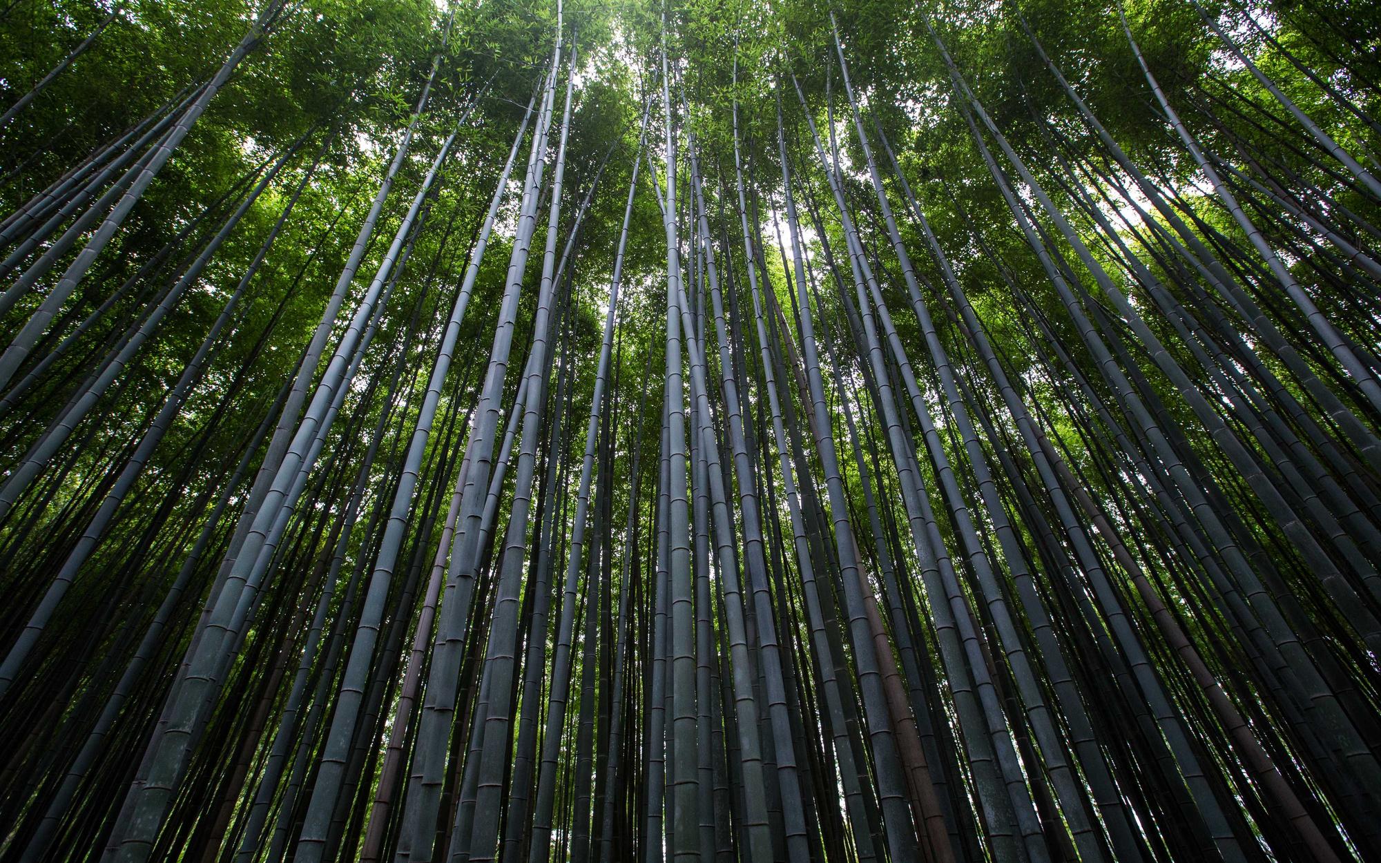 Bamboo canopy seen from below, repeated stalks converging